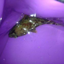 ロックフィッシュ釣行