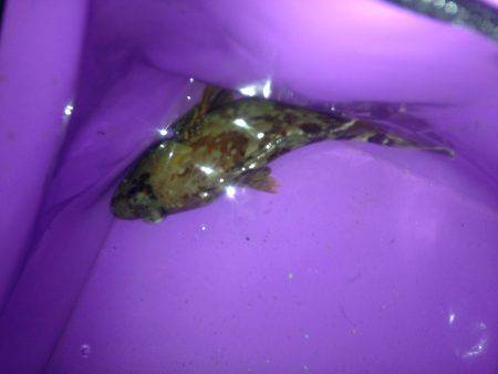 ロックフィッシュ釣行