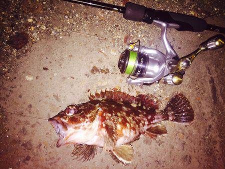 癒し系のあいつら・・・