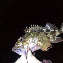 ガシラ、ガシラ、ガシラ・・・