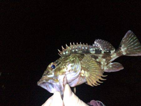 ガシラ、ガシラ、ガシラ・・・