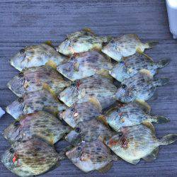 串本ハゲ狙い釣行