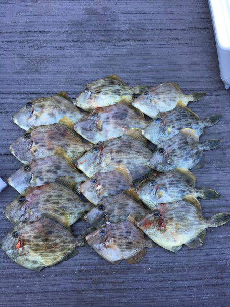 串本ハゲ狙い釣行