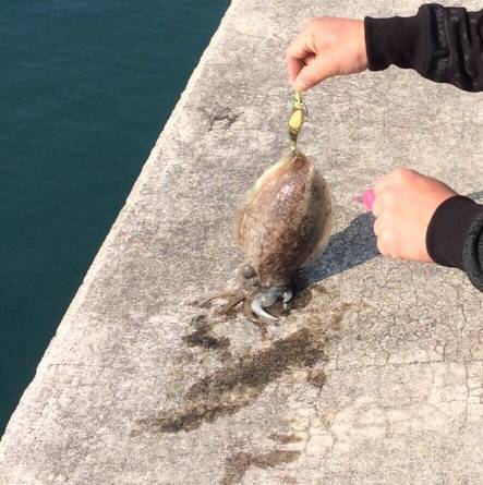 コウイカエギング