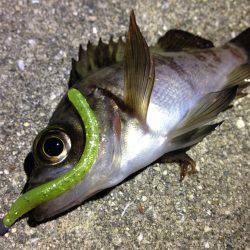 こりゃ、釣りにならんぞ。