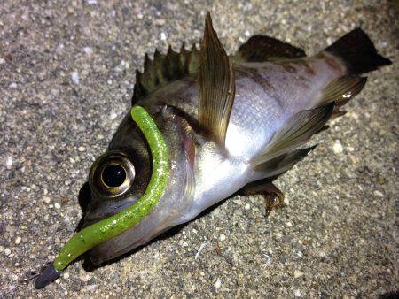 こりゃ、釣りにならんぞ。