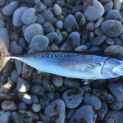 ソウダガツオ好調(・ω・)ノ