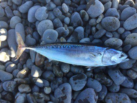 ソウダガツオ好調(・ω・)ノ