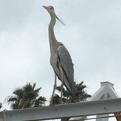 マイワシ最高！