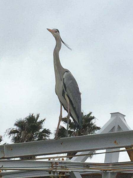 マイワシ最高！