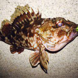 癒し系のあいつら