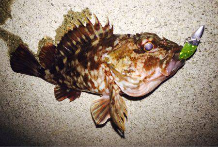 癒し系のあいつら