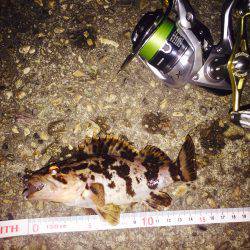 癒し系のあいつら