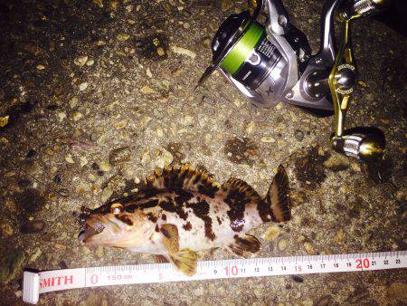 癒し系のあいつら