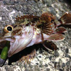 なかなかシブい…