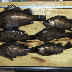 久しぶりに加太へ