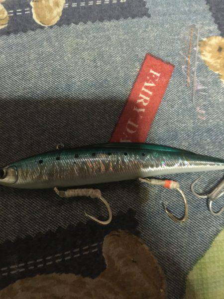 イワシを探して三千里