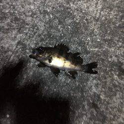 シーバスのはずが…