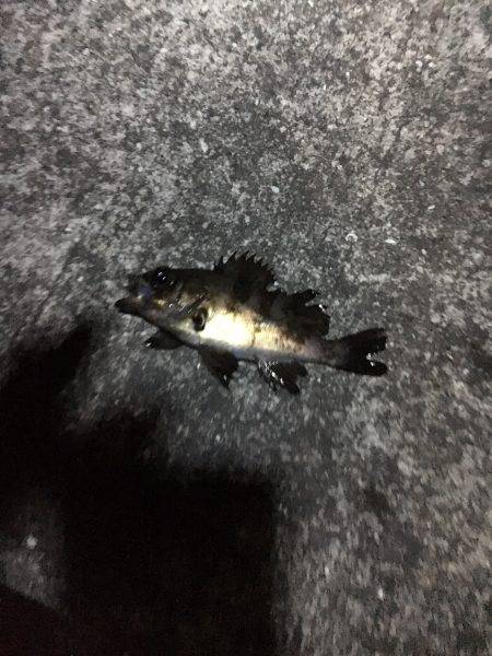 シーバスのはずが…