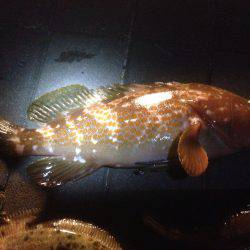 アコウ メバル カレイ ガシラ