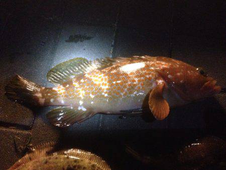 アコウ メバル カレイ ガシラ