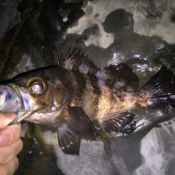 夜明けのメバリング