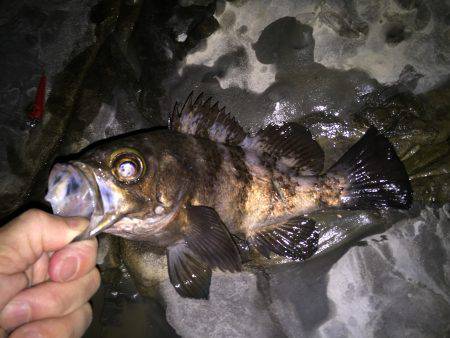 夜明けのメバリング