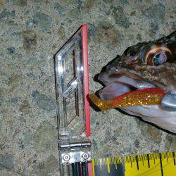 久しぶりのガシラ