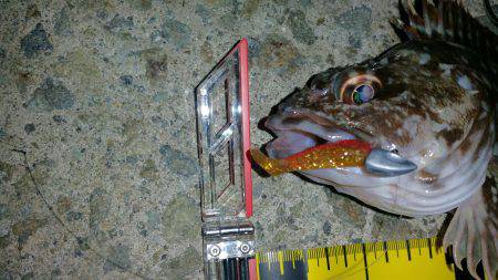 久しぶりのガシラ