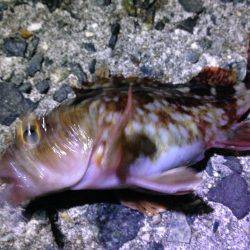 ちょこっと釣行。