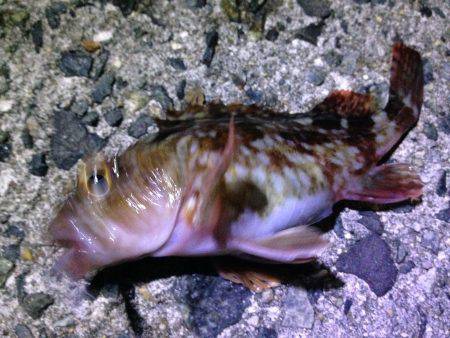 ちょこっと釣行。