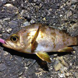 ニュースポット探索。