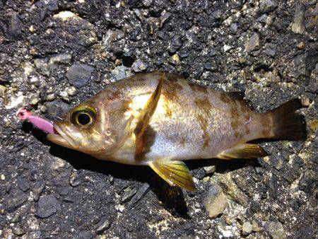 ニュースポット探索。