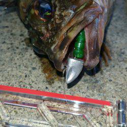 さむいけど、ロックフィッシュゲーム。