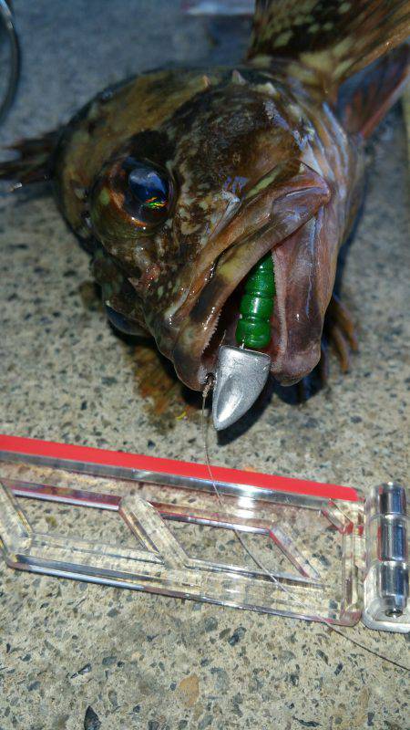 さむいけど、ロックフィッシュゲーム。