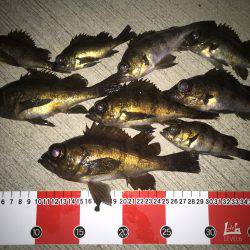 メバリング…。