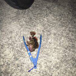 雨が上がってたので