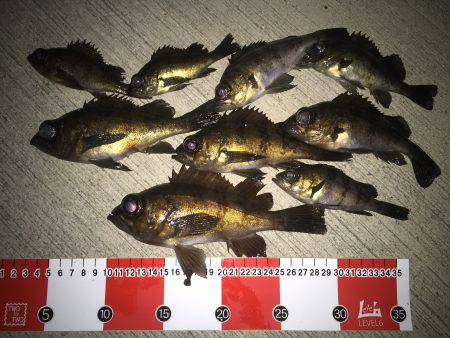 メバリング…。