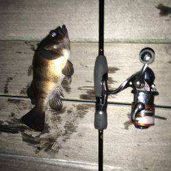 初めてのポイントですけど