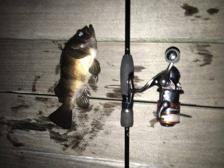 初めてのポイントですけど