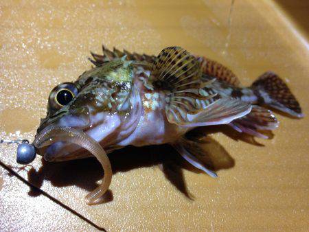 爆風向かい風釣行！