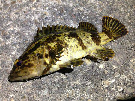 満潮までやろう！