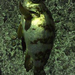 ライトライトライト