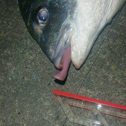 嬉しいゲスト、キビレﾁｬﾝ