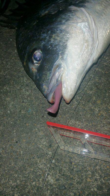 嬉しいゲスト、キビレﾁｬﾝ