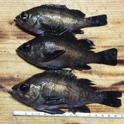 久しぶりの釣行