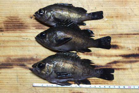 久しぶりの釣行