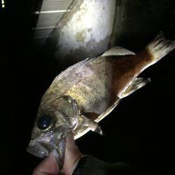 坊主は、誰だー