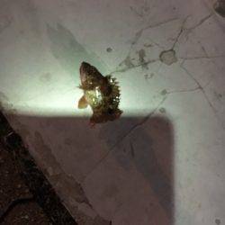 とりあえず釣れてます