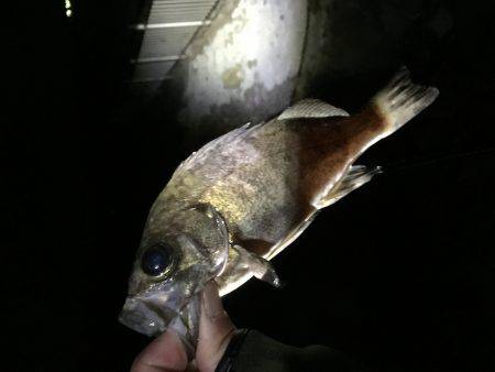 坊主は、誰だー